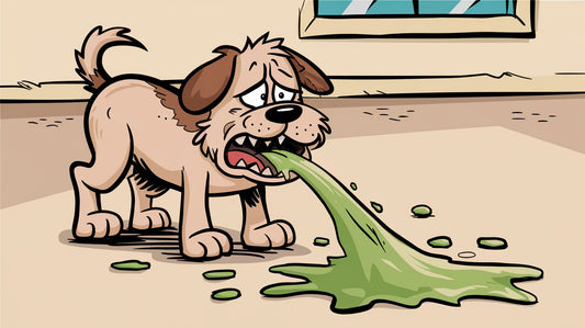 What does a dog need to eat after vomiting?